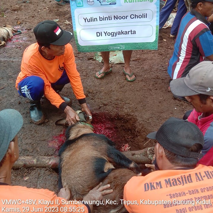 Untungnya Sembelih Hewan Qurban di HSI Berbagi